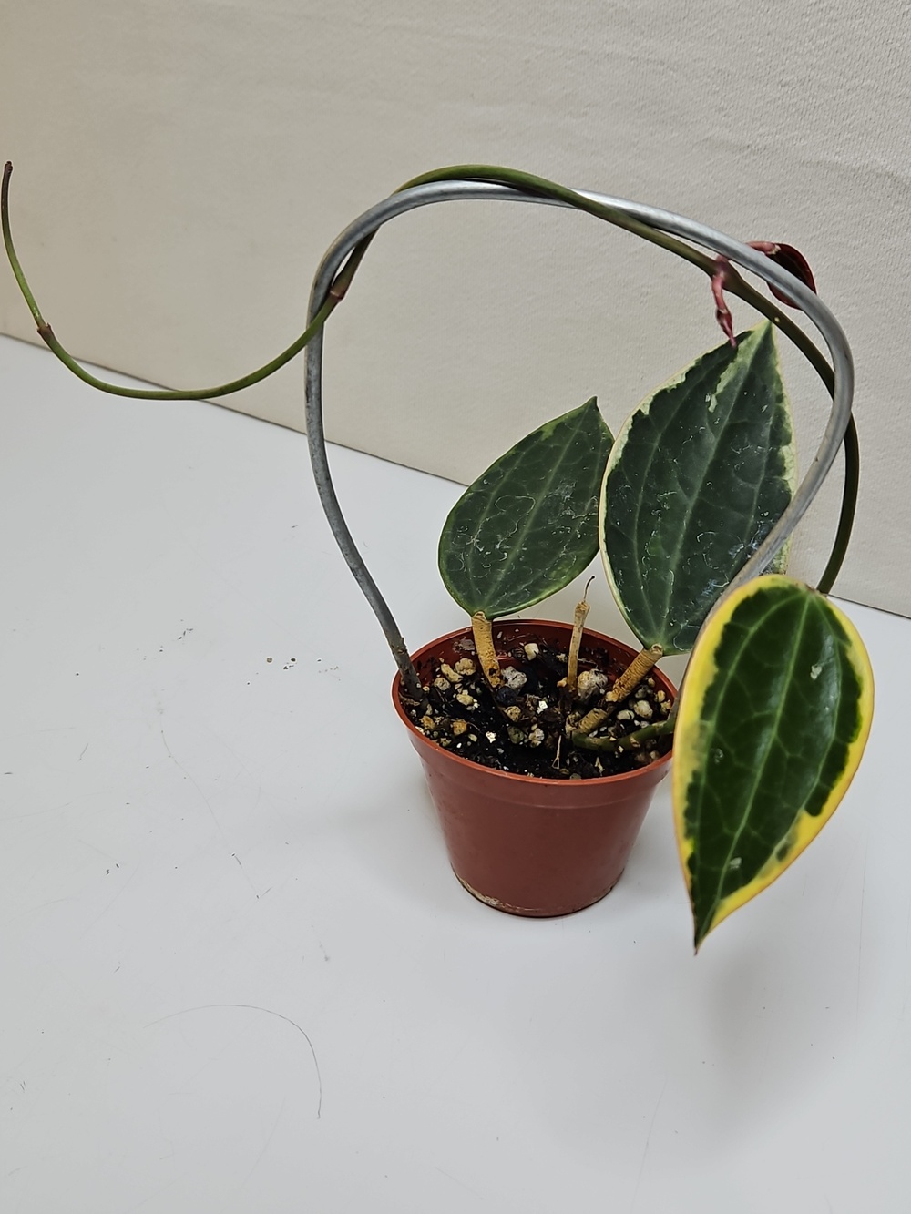 A Hoya Macrophylla Albomarginata